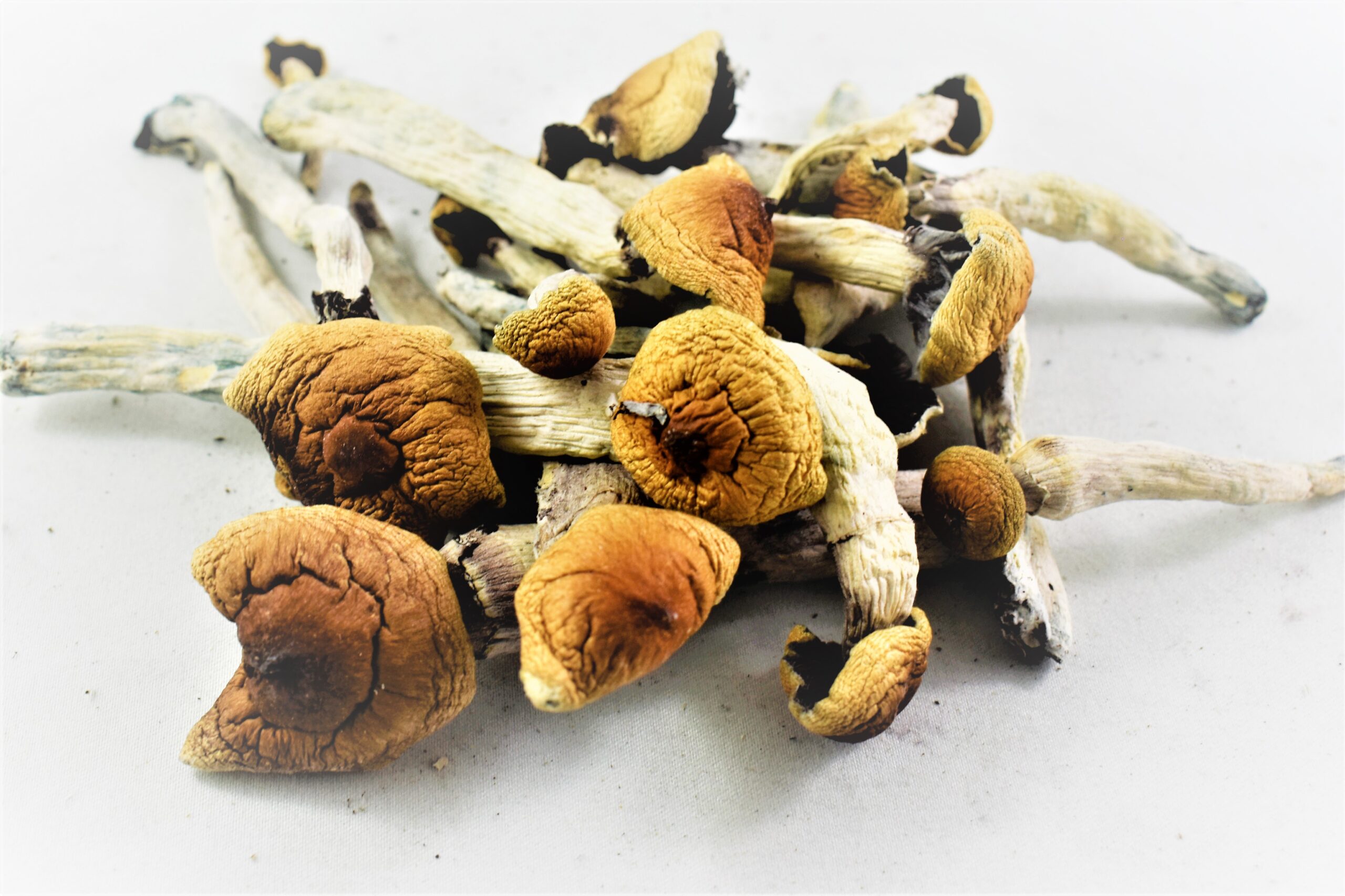 Blue Meanie Mushroom is a key element of human culture and cuisine, particularly in Victoria, Queensland, and South Australia.