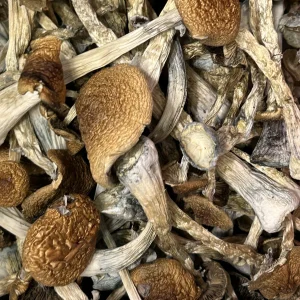 The Golden Teacher mushroom, a popular strain of Psilocybe cubensis, is highly sought after in New South Wales, Victoria, and Queensland.