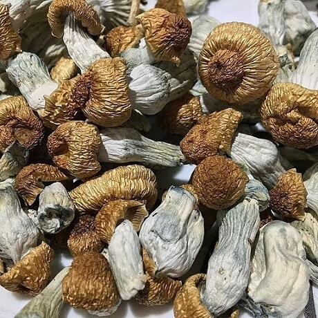 Penis Envy Mushroom For Sale