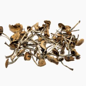 Wavy Cap Mushroom, or Psilocybe cyanescens, is a striking member of the Hymenogastraceae family known for its appearance and ecological significance.