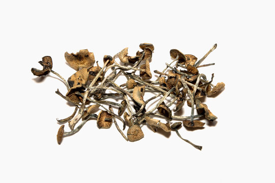 Wavy Cap Mushroom, or Psilocybe cyanescens, is a striking member of the Hymenogastraceae family known for its appearance and ecological significance.